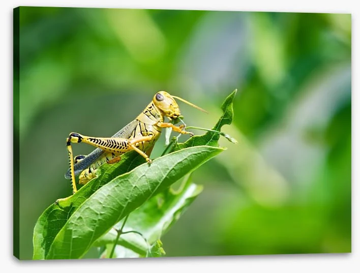 Insects - Image 2