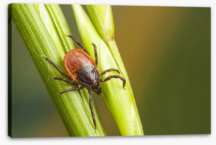 Insects - Image 2