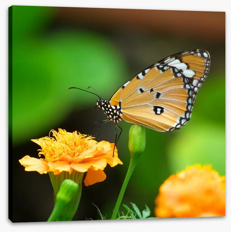 Insects - Image 2