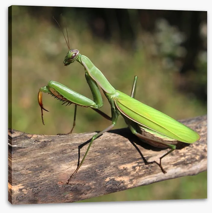 Insects - Image 2