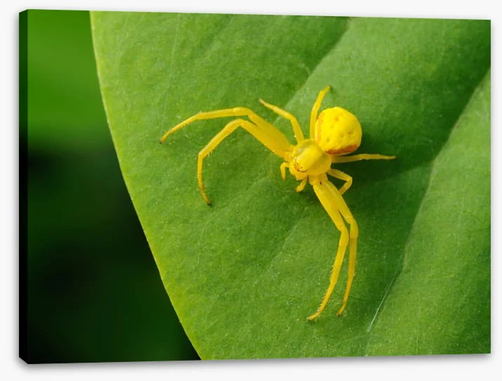 Insects - Image 2