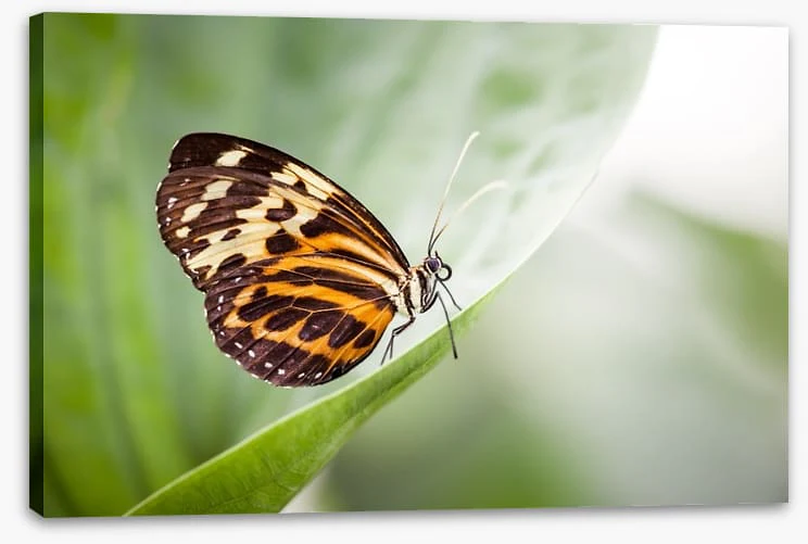 Insects - Image 2