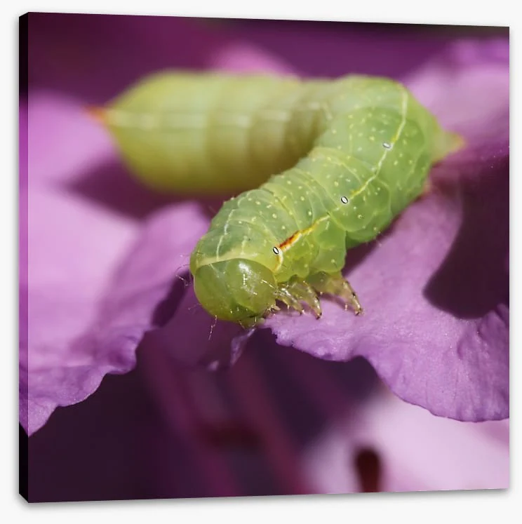 Insects - Image 2
