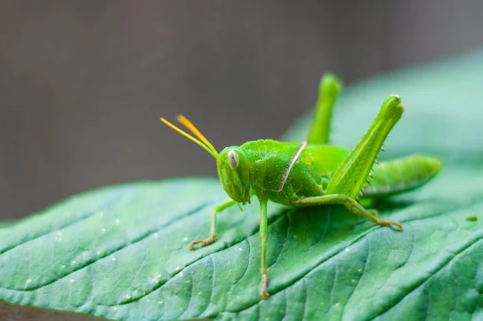 Insects