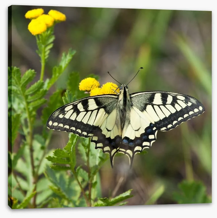 Insects - Image 2
