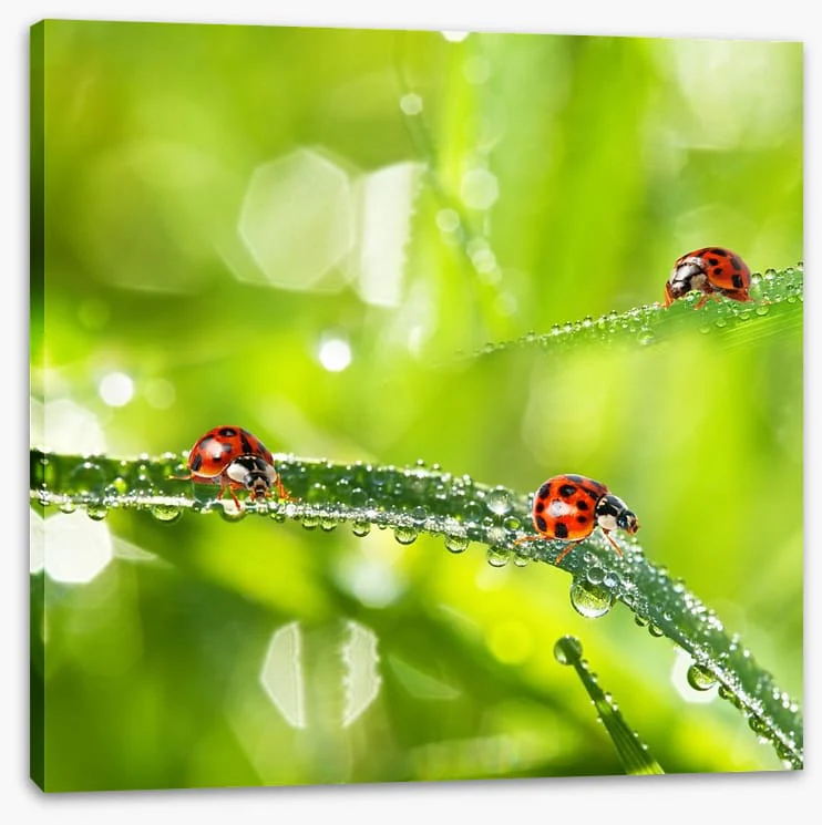 Insects - Image 2