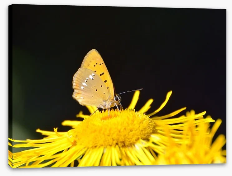 Insects - Image 2