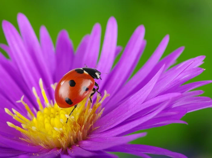 Insects