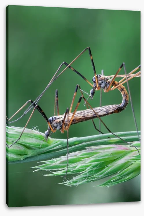 Insects - Image 2