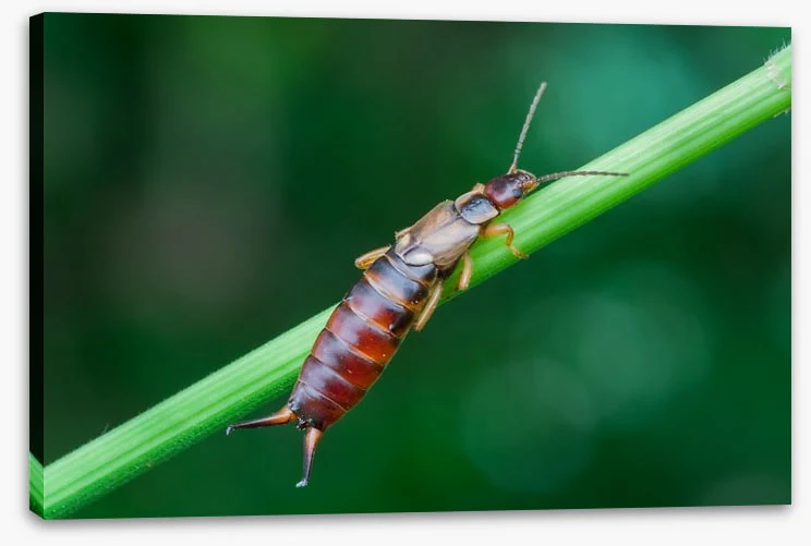 Insects - Image 2