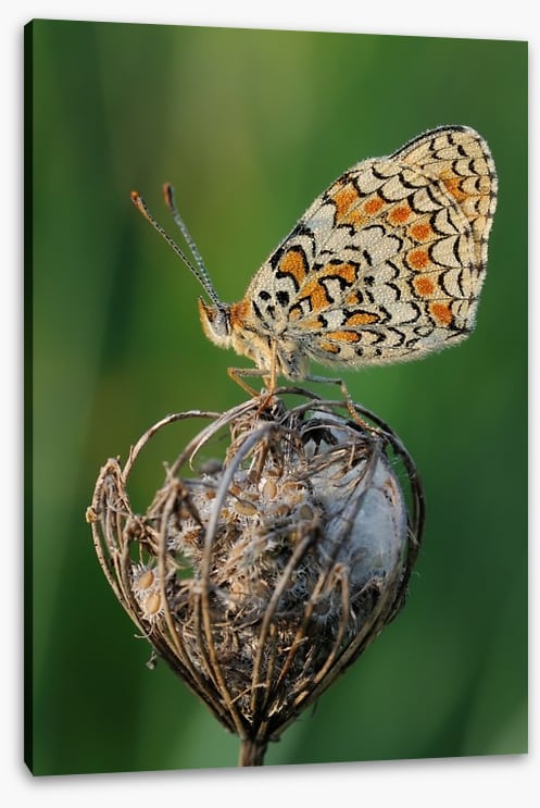 Insects - Image 2