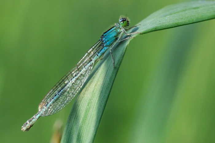 Insects