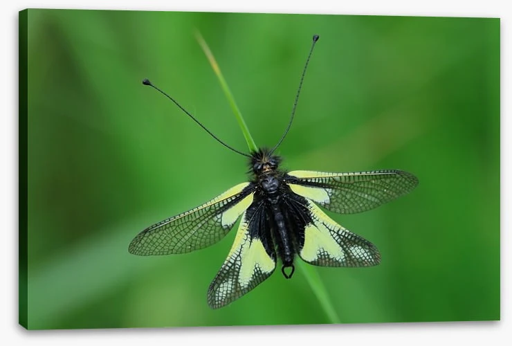 Insects - Image 2