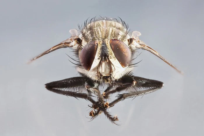 Insects
