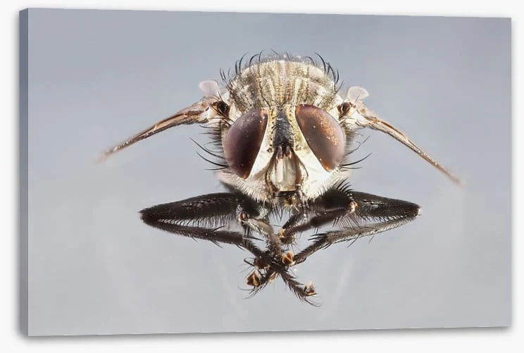 Insects - Image 2
