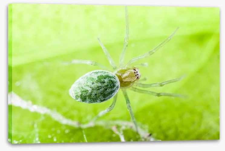 Insects - Image 2
