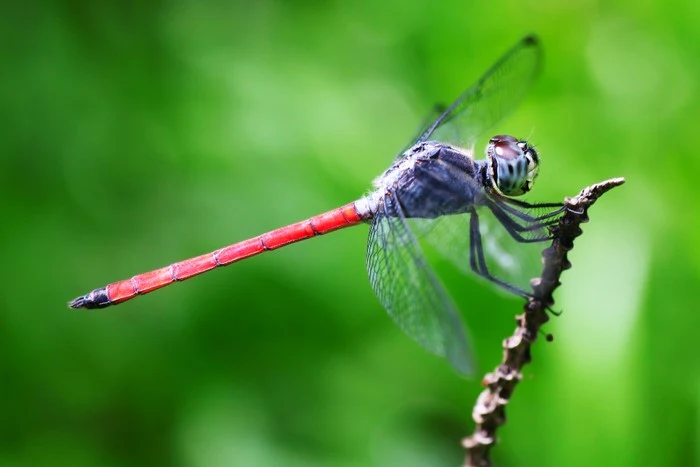 Insects
