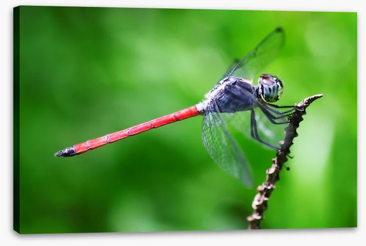 Insects - Image 2