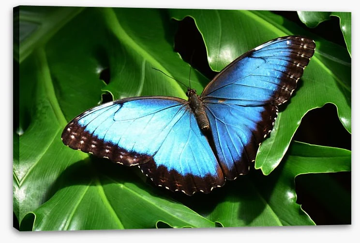 Insects - Image 2