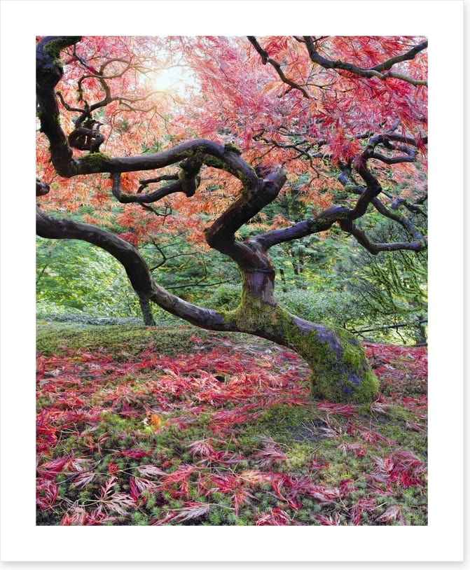 Japanese maple in fall - Image 2