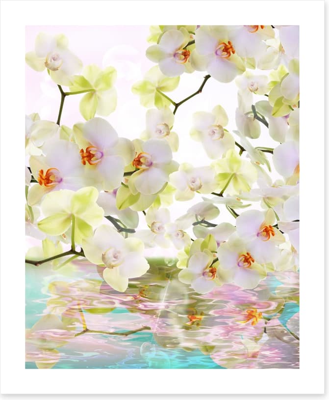 Japanese orchid reflections - Image 2
