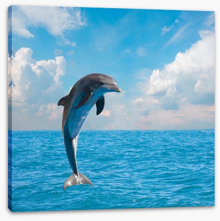 Jumping dolphin - Image 2