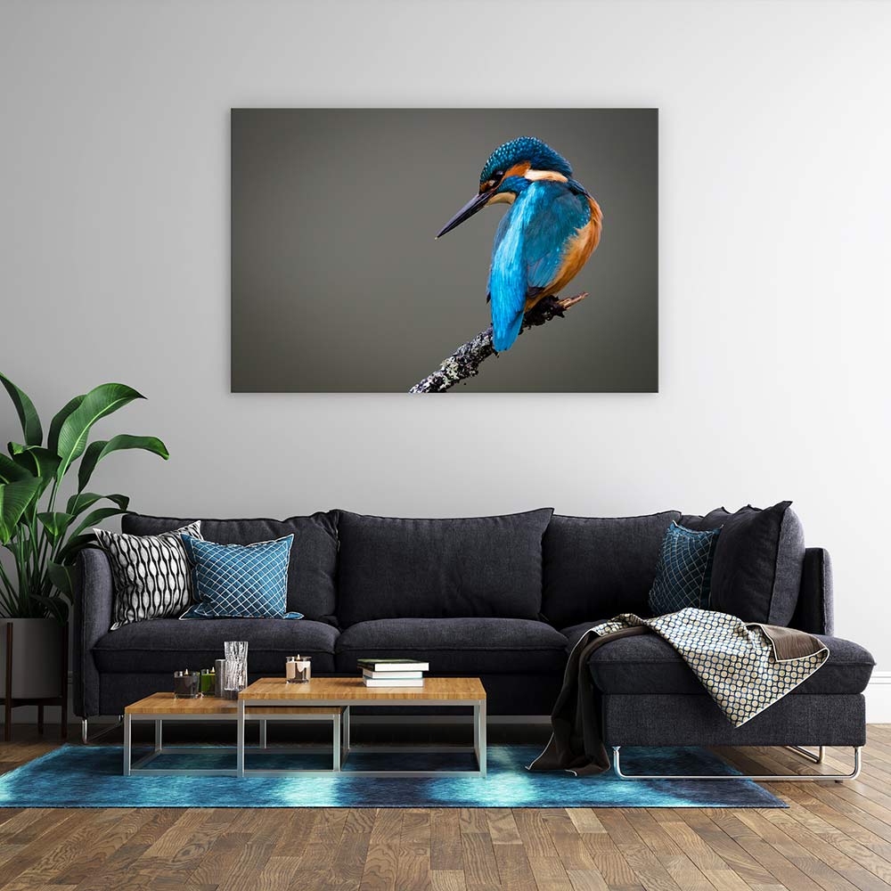Kingfisher perched - Image 3