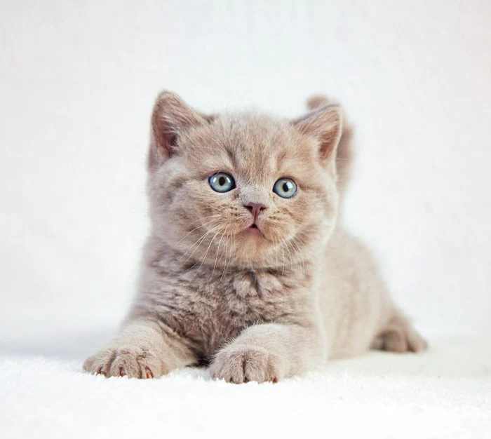 Kitten eyes