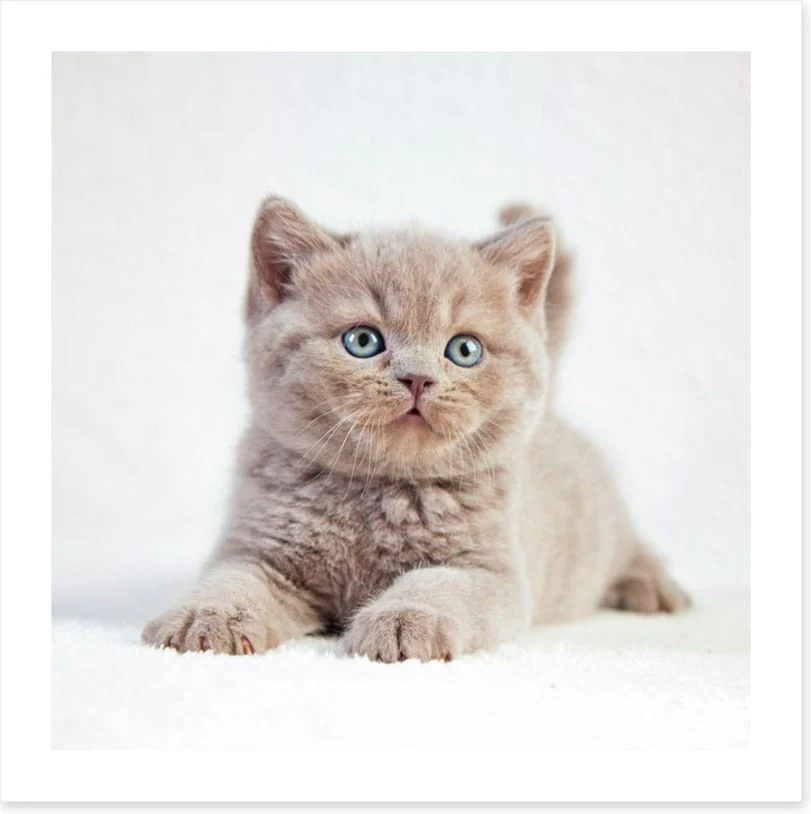 Kitten eyes - Image 2