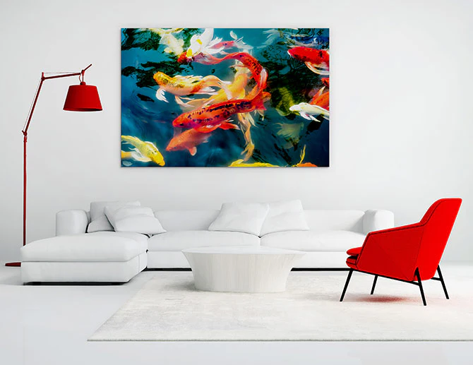 Koi fish in pond