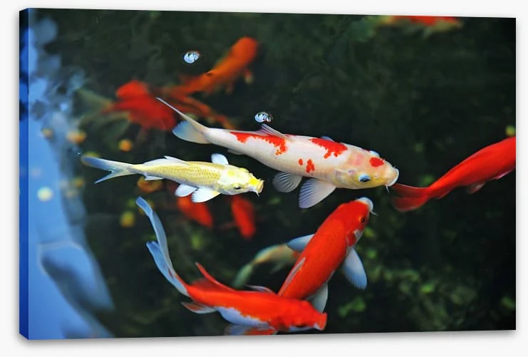 Koi swimming - Image 2