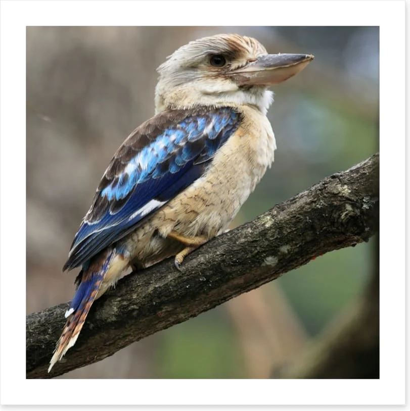 Kookaburra on a gum tree - Image 2