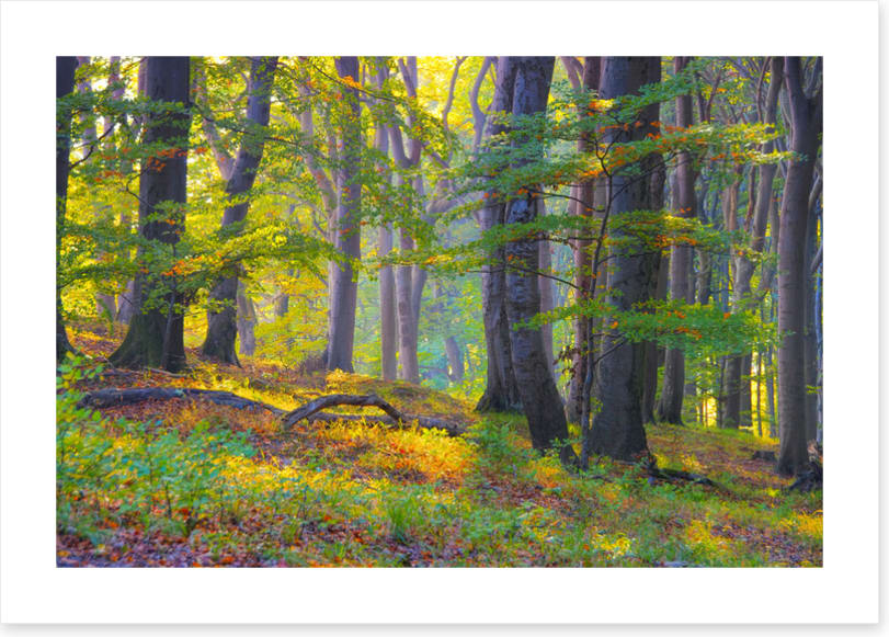 Last summer sunlight - Image 2
