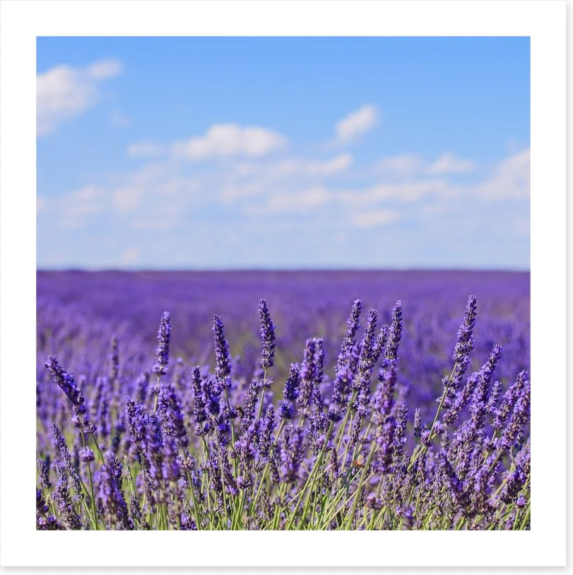 Lavender blooms in Provence - Image 2