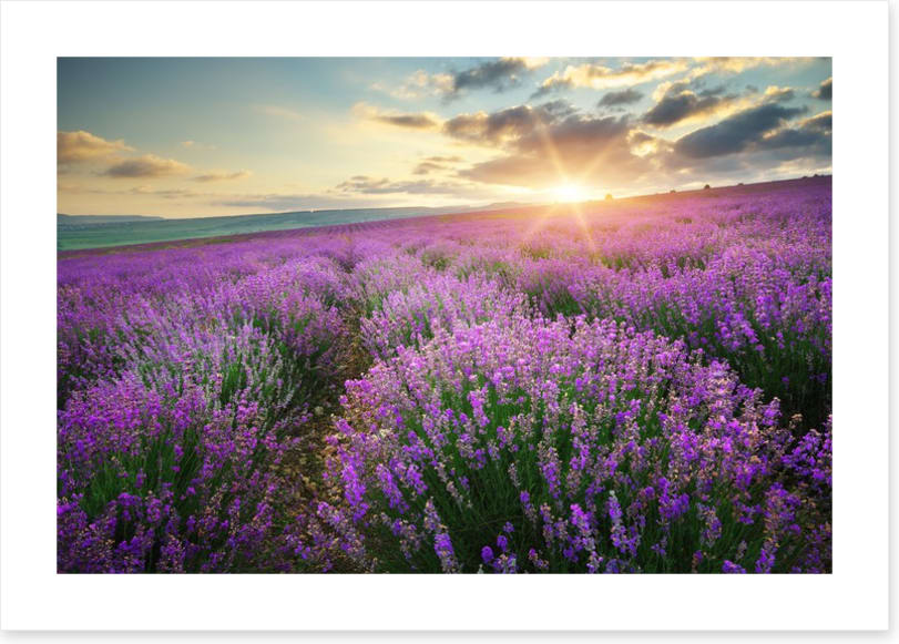 Lavender fields forever - Image 2