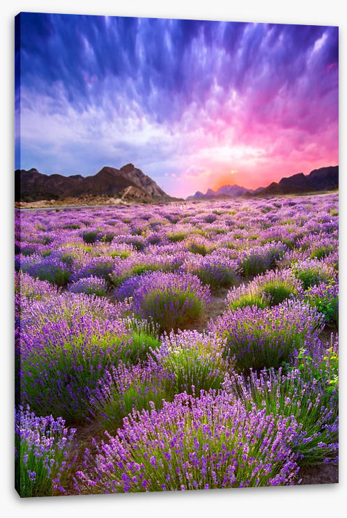 Lavender sky - Image 2