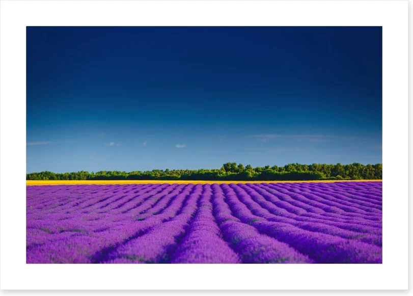 Lavender summer - Image 2