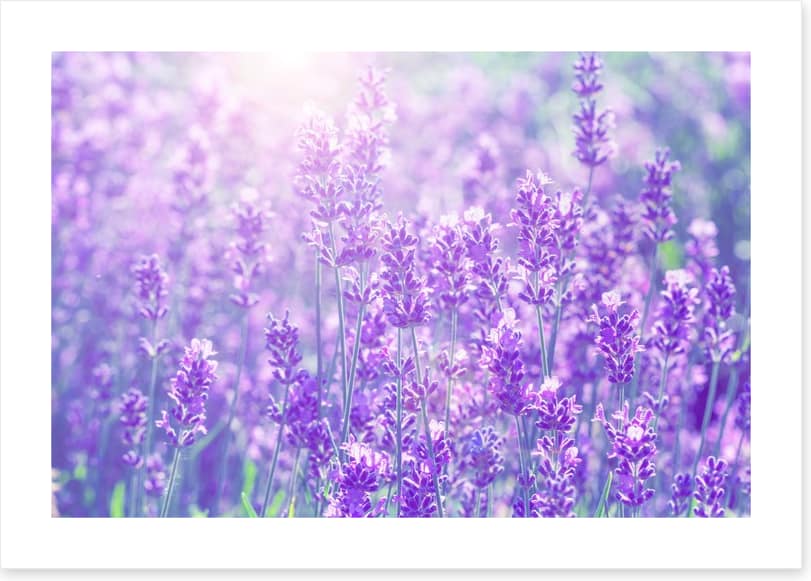 Lavender sunlight - Image 2