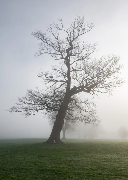 Leaning into the mist