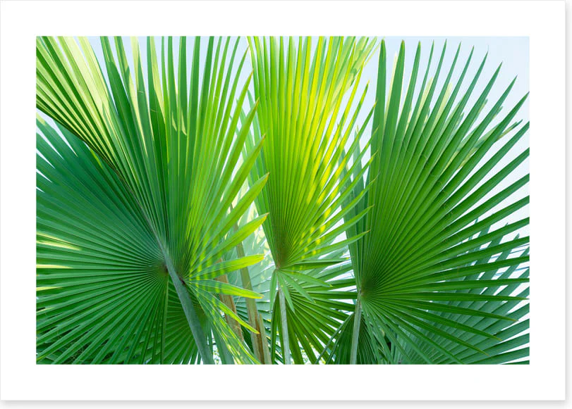 Leaves - Image 2
