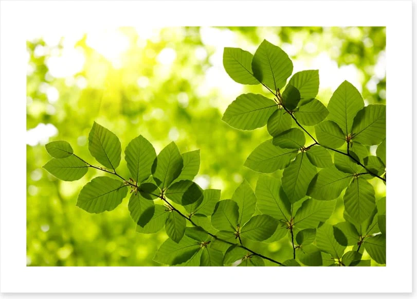 Leaves - Image 2