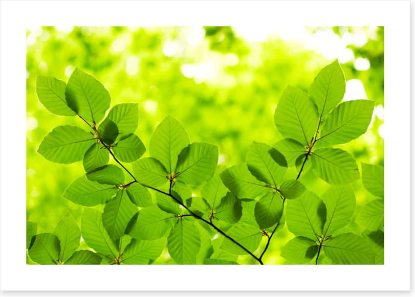 Leaves - Image 2