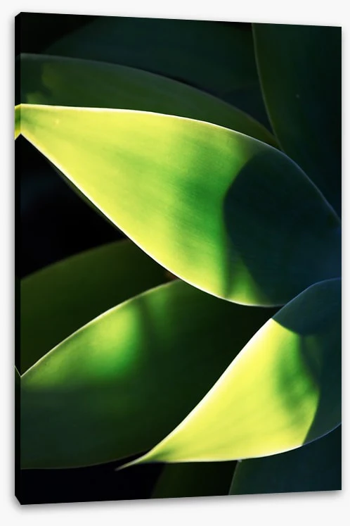 Abstract agave - Image 2