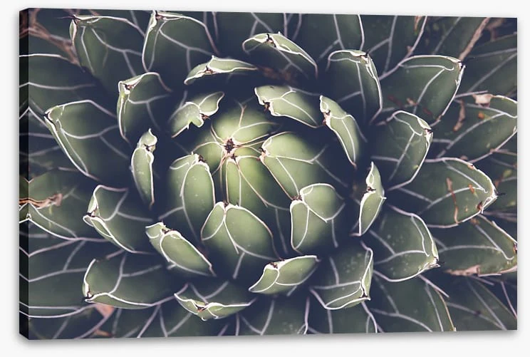 Agave succulent - Image 2