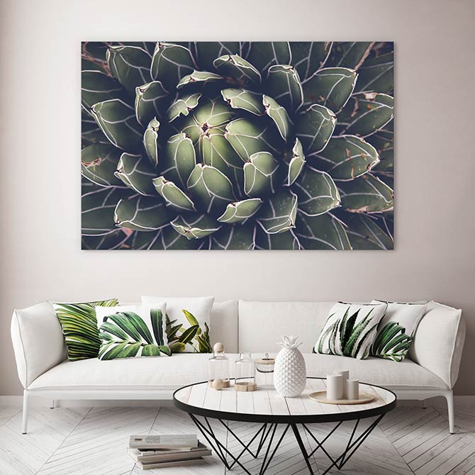 Agave succulent - Image 4