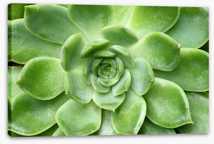 Echeveria - Image 2
