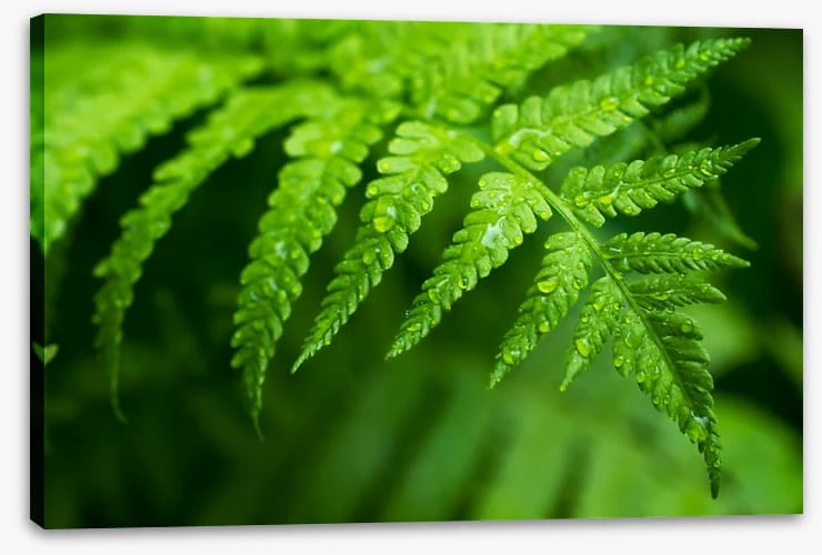 Fern leaf macro - Image 2