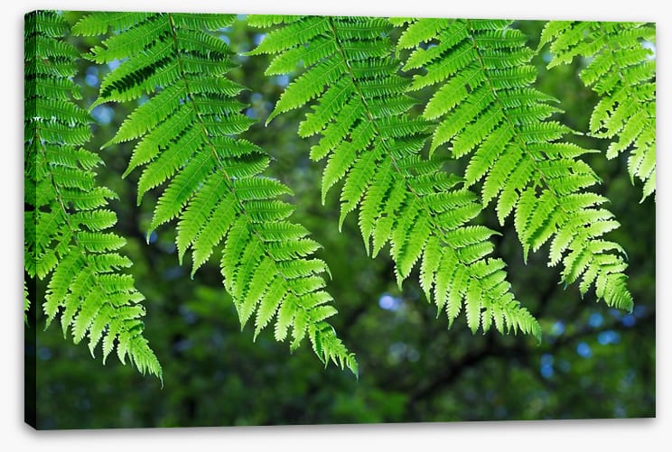 Leaves - Image 2