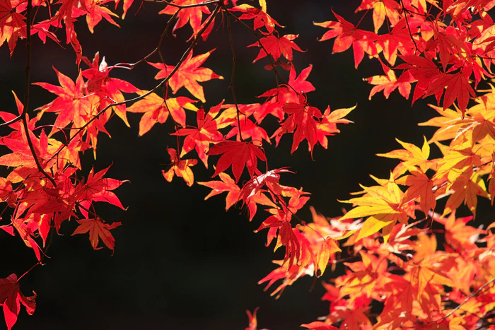 Leaves