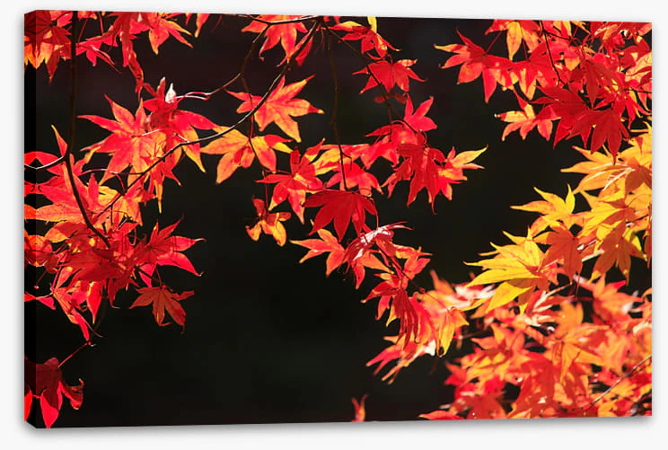 Leaves - Image 2